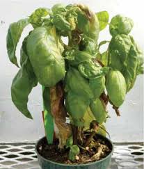 I would like to ask for your help about my basil plants. Basil Diseases