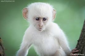 Albino Ververt Maymun Sevimli Hayvan Yavrulari Maymunlar Hayvan Bebekler