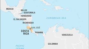 Image result for Nicolasia costata