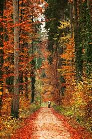 Autumn Fall Foliage Leaves Woods Walk Orange Yellow Forest Trees Colors Solitary Nature Autumn Scenery Fall Pictures Scenery