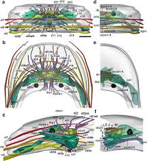 As blood begins to circulate, it leaves the. Neurobiology Of The Basal Platyhelminth Macrostomum Lignano Map And Digital 3d Model Of The Juvenile Brain Neuropile Springerlink
