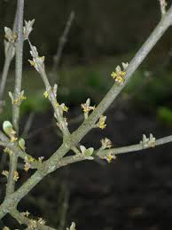 Image result for Xerophyta argentea