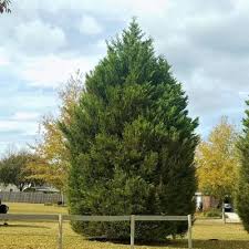 Evergreen Trees Outdoor Plants The Home Depot