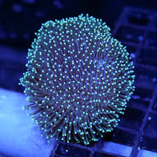 Image result for Sarcophrynium