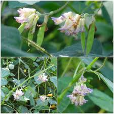 Image result for Amphicarpaea