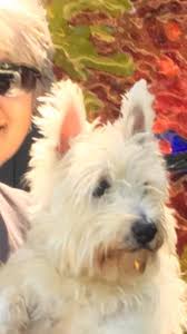 Once upon a time, we had the same struggle, and that's how sami came into our lives! Cleveland Westie Rescue Home Facebook