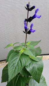 It's easier to control ph levels in a pot, so consider planting your hydrangeas in containers if. Annual Flowers For Containers Best Choices For Color All Season Long