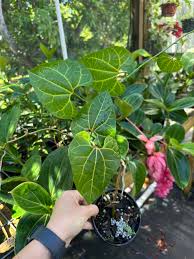 Image result for Aristolochia