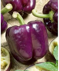 Maybe you would like to learn more about one of these? Amazon Com 75 Purple Beauty Pepper Sweet Mild Bell Pepper Capsicum Annuum Vegetable Seeds Vegetable Plants Garden Outdoor