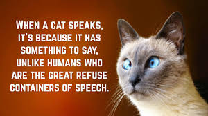 Cancel reply comments appear on our site once they are reviewed (usually it takes up to 1 hour ). Funny Cat Quotes Text Image Quotes Quotereel