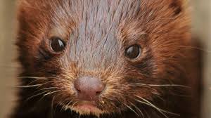 Opposition Objects To Denmark S Mink Culling Plan