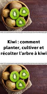 Epingle Sur Potager