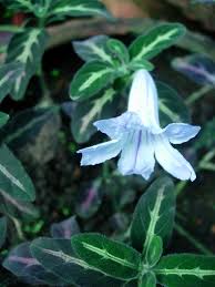 Image result for Ruellia makoyana