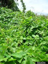 Image result for Neonotonia wightii