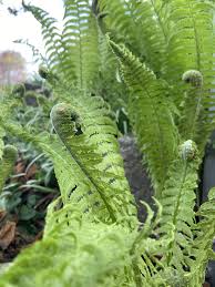 Pin Auf Inspiration Mein Bluhendes Gartenparadies