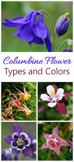 Long, narrow strips streaming horizontally from the back of each bloom. Growing Columbine How To Grow Aquilegia For Bell Shaped Flowers