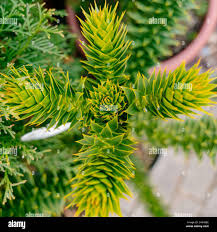 Image result for Aster milanjianus