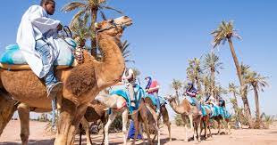 Wrap your included protective scarf around your travel through lush palm groves and over rugged terrain to a traditional berber house. Sunset Tour Camel Ride At Palm Grove Of Marrakech Activities In Marrakech
