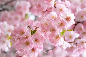 If you are looking for a fun, no prep, comprehensive poetry unit (where students create a final poetry book portfolio piece) the best anchor chart paper ever & a giveaway! Widow S Endorphins Cherry Blossom Haiku