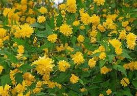 Image result for Kerria japonica
