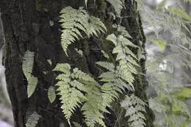 Image result for Polypodiaceae