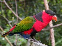 Warna merah menyelimuti dada atas dan kepala. Gambar Burung Nuri Kepala Hitam Blog Tentang Burung