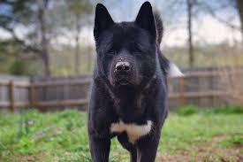 The average lifespan of akita is around 10 to 13 years. American Akitas Pros And Cons Hellobark