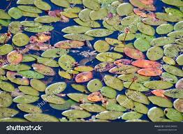 Image result for Brasenia schreberi