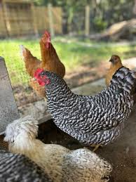 Plymouth rock hens for rehoming in Lutz| orderexoticpoultry.com 