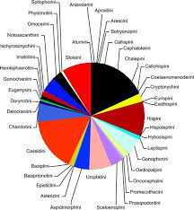Tuesday | july 20, 2021; Biology And Phylogeny Of The Cassidinae Gyllenhal Sensu Lato Tortoise And Leaf Mining Beetles Coleoptera Chrysomelidae