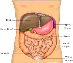 In mod similar, ganglionii limfatici de sub maxilar (ganglionii submandibulari) dreneaza gura sau cavitatea orala, iar marirea lor ar putea indica o infectie respiratorie sau o boala dentara. Glosar De Anatomie Wikipedia