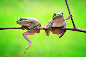 Jeles By Sandi Yanto 500px Frosche Tiere Echse