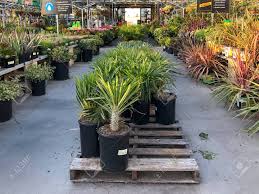 Whether you are tackling a diy project or completing a professional job, you'll find essential supplies at home depot. Rows Of Colorful Flowers And Plants For Sale At A Garden Nursery Stock Photo Picture And Royalty Free Image Image 132333963