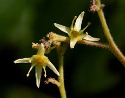 Image result for Kirkia