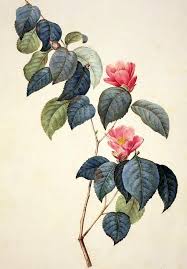 Camellia Japonica Art Print By Pierre Joseph Redoute In 2020 Botanical Drawings Botanical Art Botanical Illustration