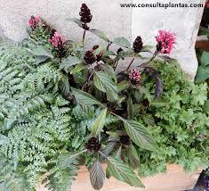 Image result for Justicia carnea