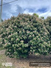 Image result for Capparis citrifolia