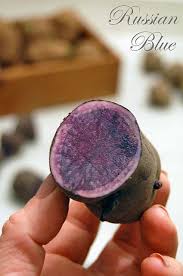 How To Plant Potatoes In Straw Container Planting Planting Potatoes Blue Potatoes Potato Varieties