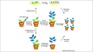 Cell culture is the process by which cells are grown under controlled conditions, generally outside their natural environment. Permanent Genome Modifications In Plant Cells By Transient Viral Vectors Trends In Biotechnology