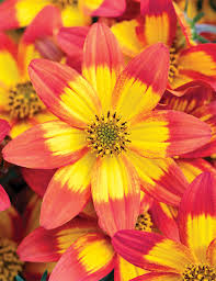 Image result for Bidens baumii