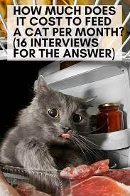 How Much Does It Cost To Feed A Cat Per Month 16 Interviews For The Answer Cats Beautiful Cats Pictures Cat Diet