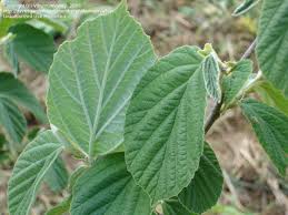 Image result for Hamamelis mollisi