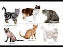 Cat breeds : A complete A-Z list of cat breeds and our ...