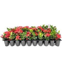 Image result for Ixora laurentii