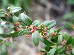 Image result for Phyllanthus paxii