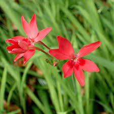 Image result for Freesia grandiflora