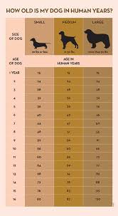 Dog Age Chart Forget The 7 Years To 1 Myth Trudog