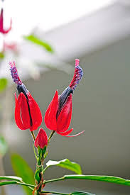 Image result for Pavonia