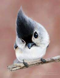 (especially of something or someone small or young) pleasant and attractive: Pin By Whit Goetz On Cuteness Pet Birds Cute Birds Most Beautiful Birds