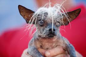 Mar 05, 2017 · something that is really good, amazing, crazy(in a good way) World S Ugliest Dog A 2 Year Old Burn Victim Named Peanut Time